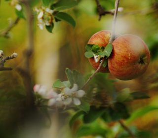 Depth of field  (DOF)