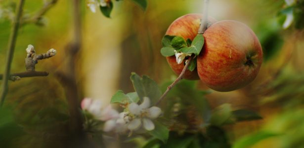 Depth of field  (DOF)