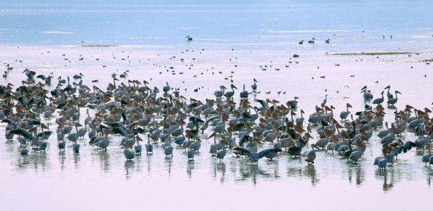 Wildlife photography